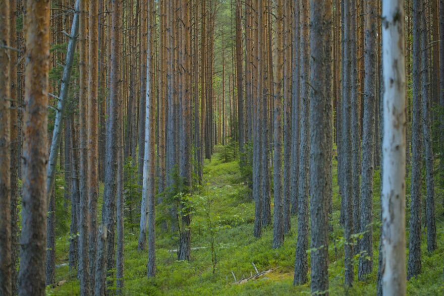 Logosuunnittelu ja graafinen ilme kemil&auml;iselle yrityksille &ndash; ammattitaitoinen mainostoimisto Lapissa
