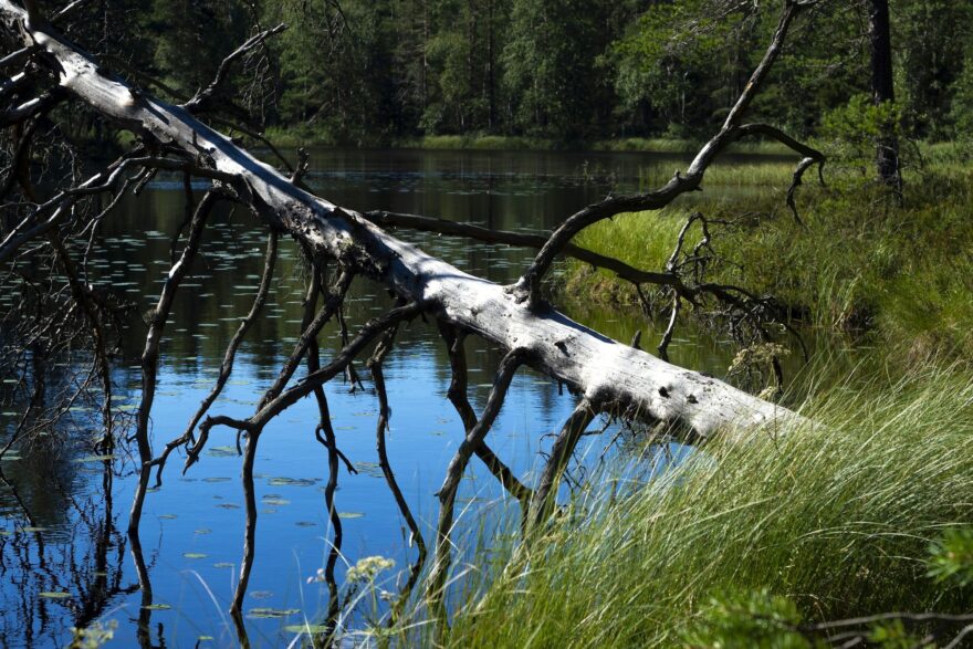 Kaatunut kelopuu mets&auml;j&auml;rven rannassa kes&auml;p&auml;iv&auml;n&auml;