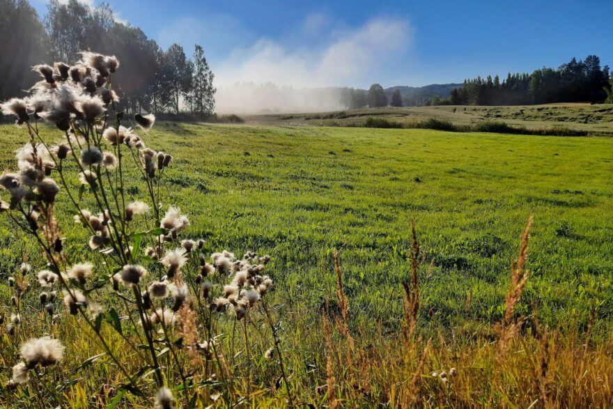 Usvainen pelto ja ohdakkeet loppukes&auml;n aamuna Yl&ouml;j&auml;rvell&auml;