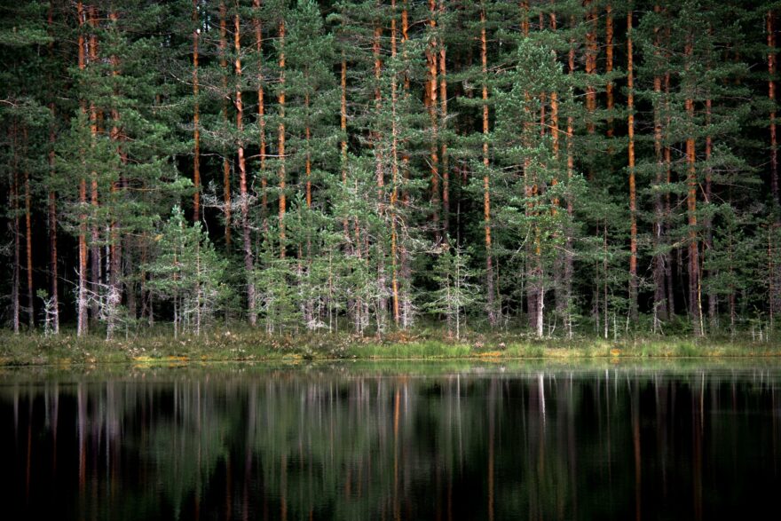 M&auml;ntymets&auml; heijastuu tyyneen lampeen