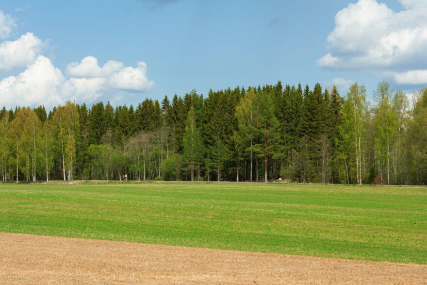 Vihre&auml; pelto ja mets&auml;nreuna kes&auml;p&auml;iv&auml;n&auml;