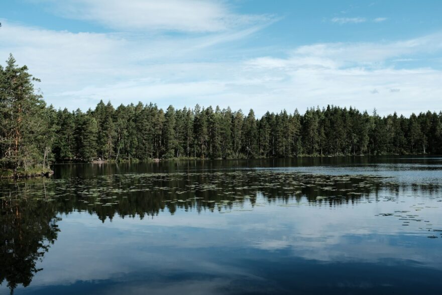 Mets&auml;j&auml;rvi ja lumpeita kirkkaana kes&auml;p&auml;iv&auml;n&auml;