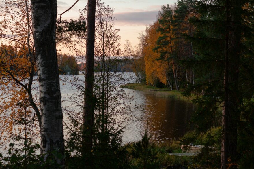 Syksyinen j&auml;rvenranta ja koivut iltavalossa