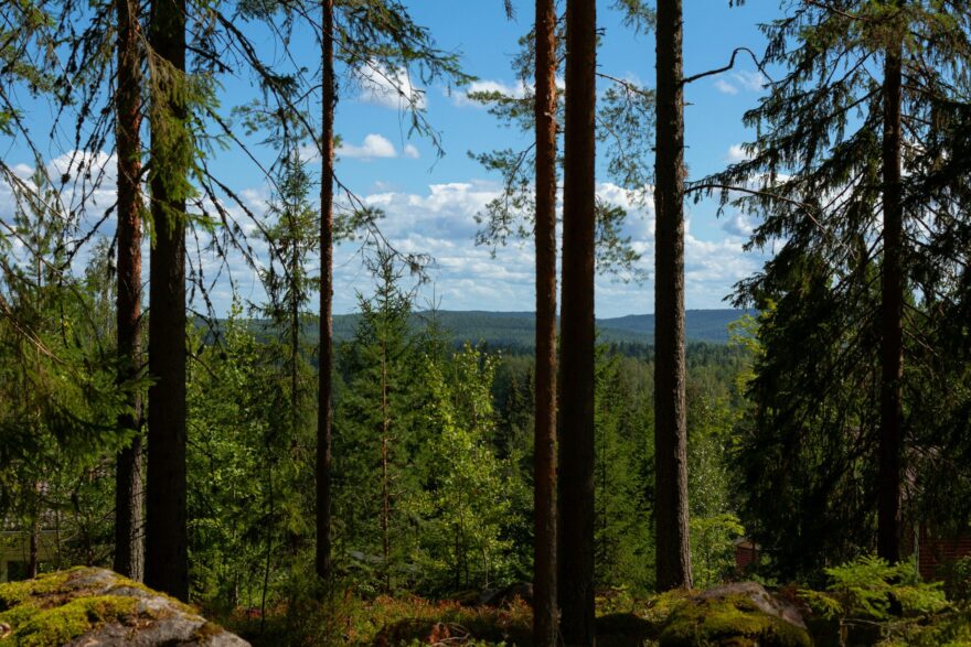 Havumets&auml; ja kaukomaisema kes&auml;p&auml;iv&auml;n&auml;
