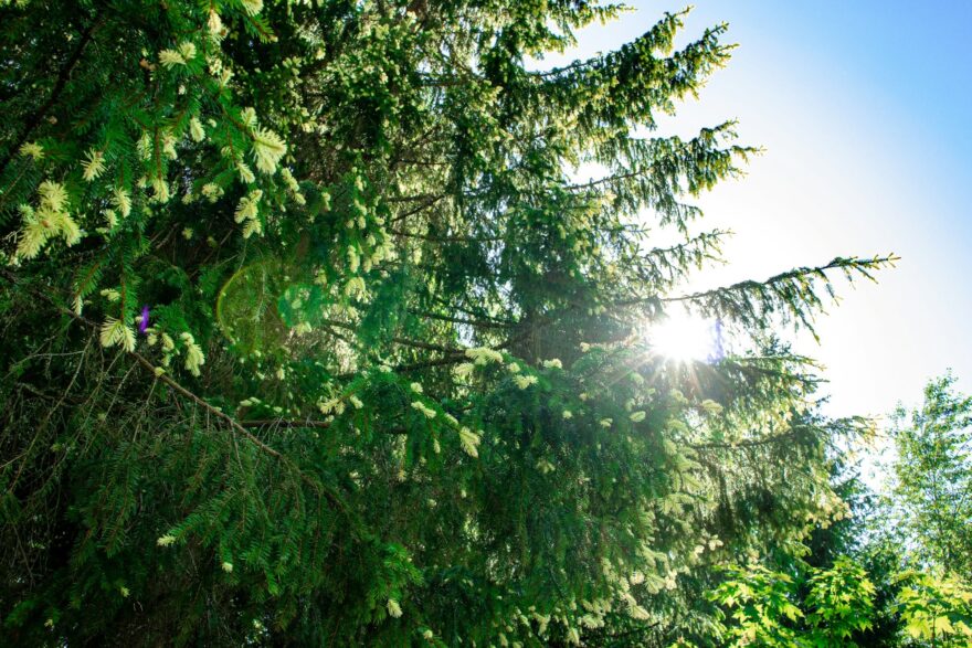 Kuusen oksia auringonvalossa Kontiolahdella