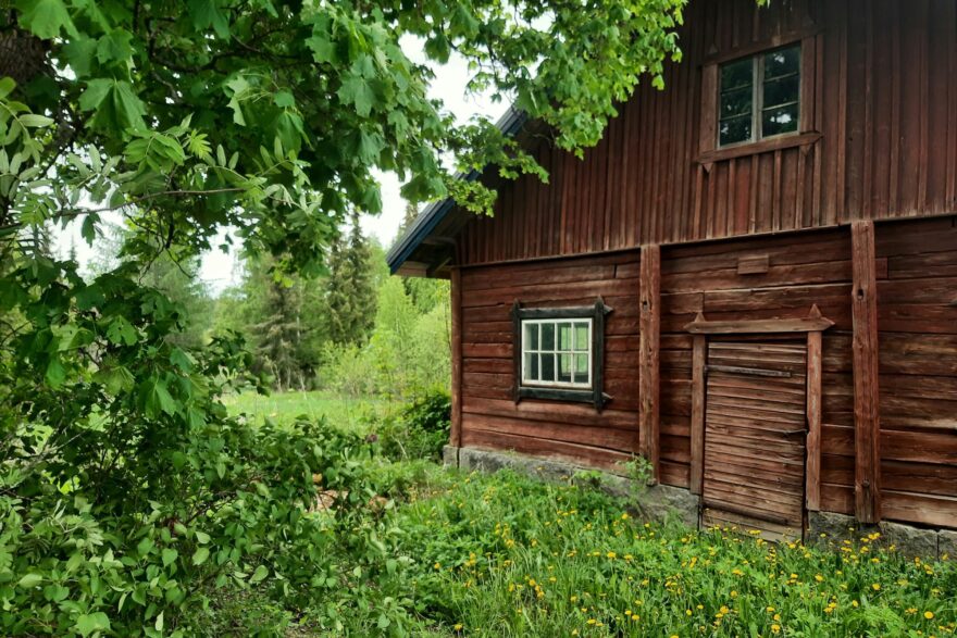 Punainen hirsiaitta ja kukkivia voikukkia kes&auml;isell&auml; pihalla
