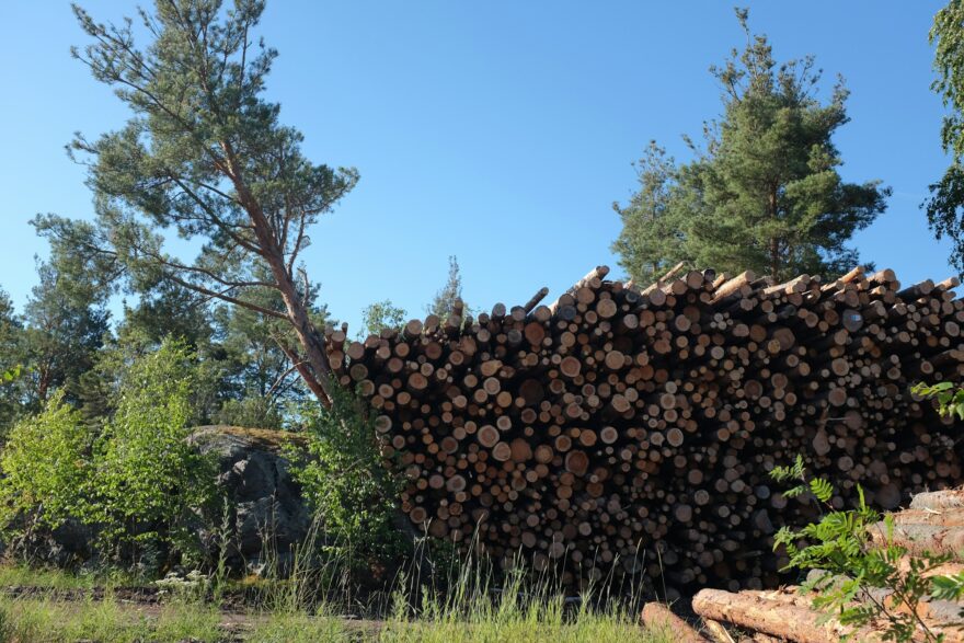 Tukkipino m&auml;nnik&ouml;n reunassa aurinkoisena kes&auml;p&auml;iv&auml;n&auml;