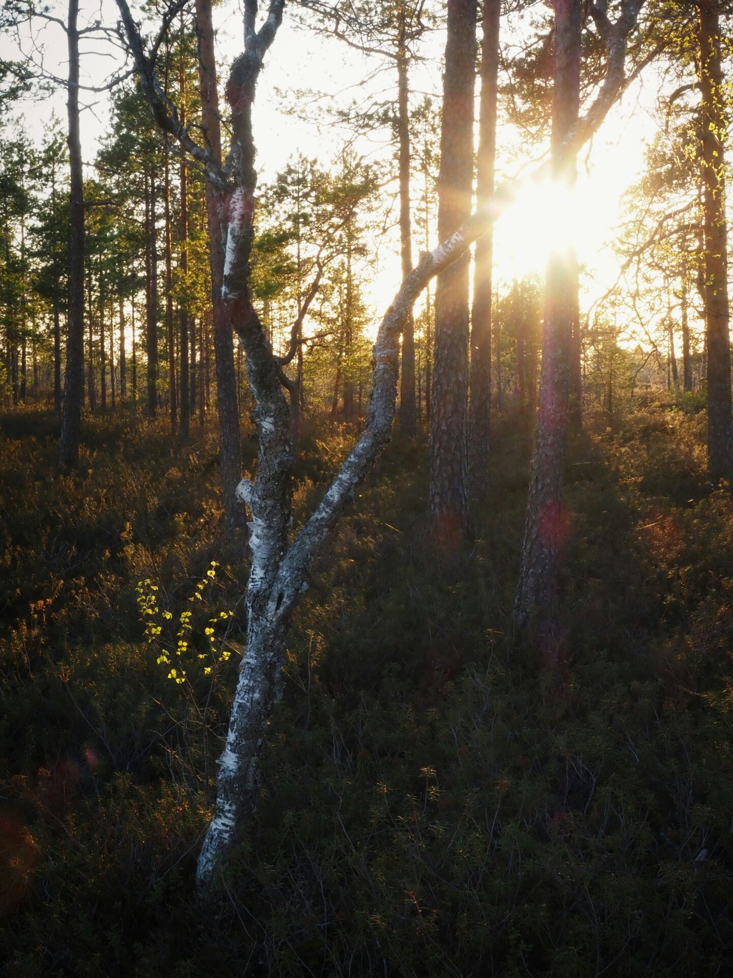 Digitaaliset palvelut Kokkolassa – WordPress-verkkosivut ja verkkokaupat Lapin yrityksille