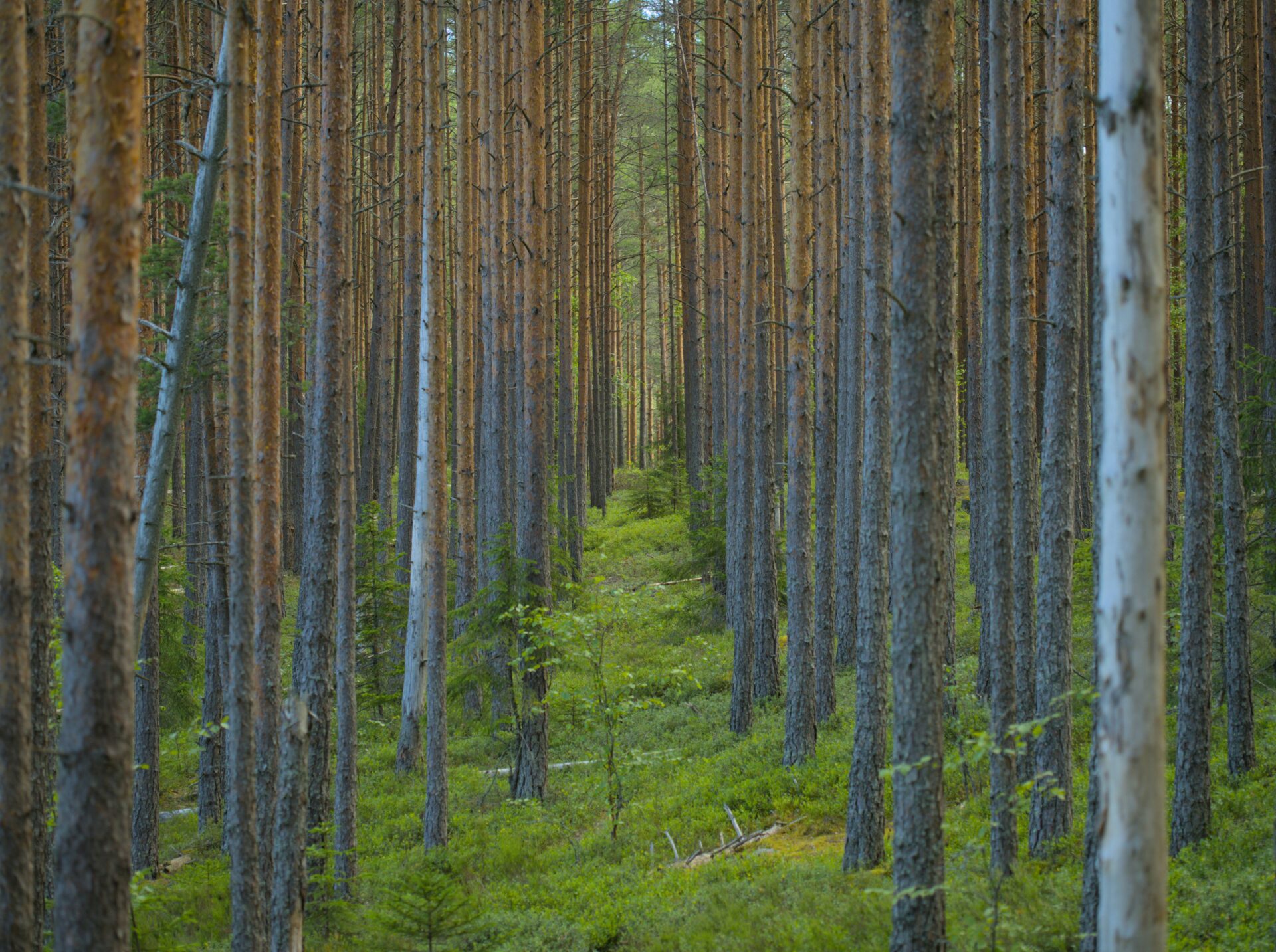 Logosuunnittelu ja graafinen ilme kemiläiselle yrityksille – ammattitaitoinen mainostoimisto Lapissa