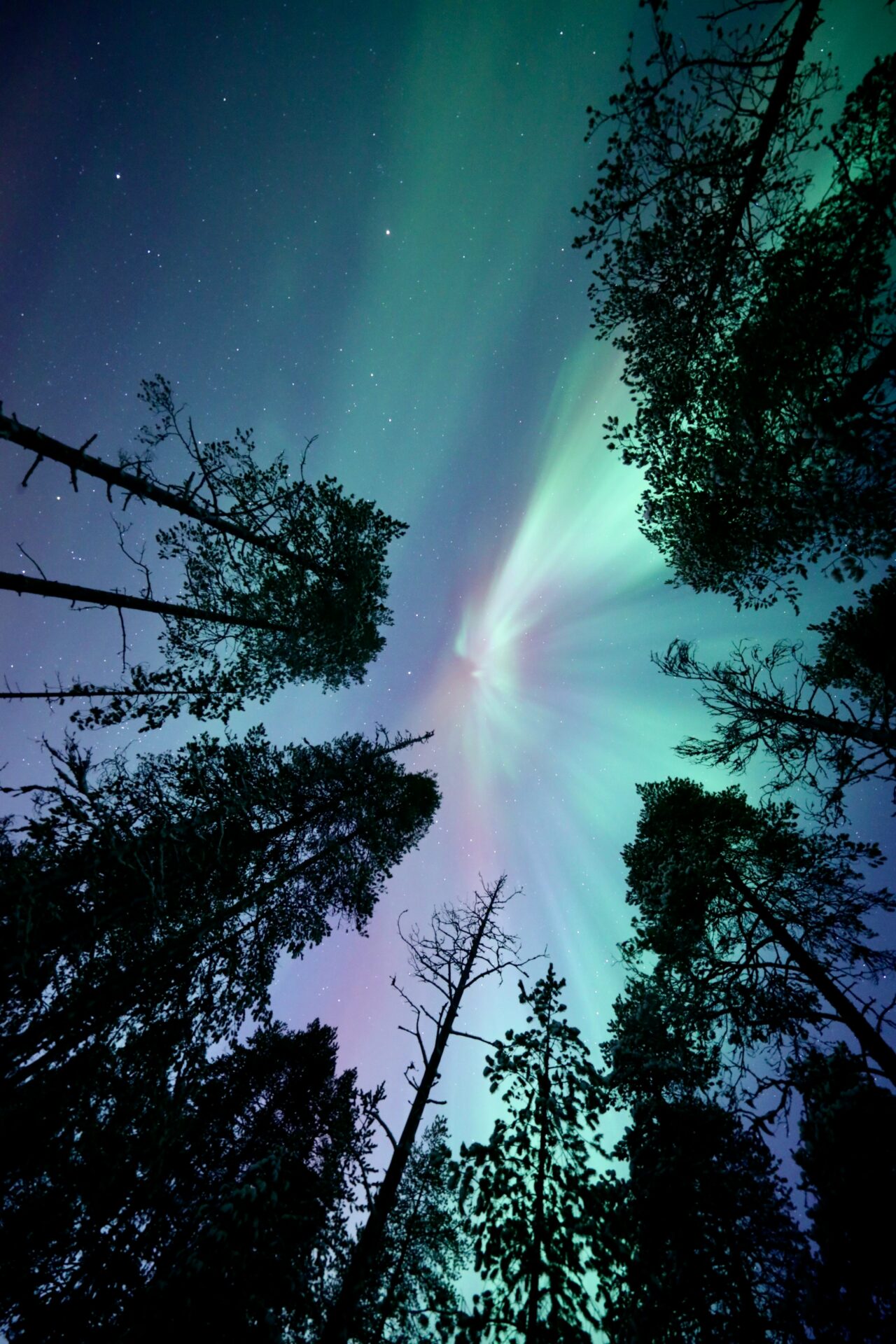 Logosuunnittelu ja graafinen ilme rovaniemeläisille yrityksille – ammattitaitoinen mainostoimisto Lapissa